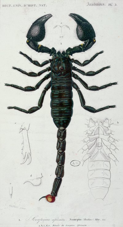 Afrikaanse schorpioen (Scorpio) door Francois Le Vaillant